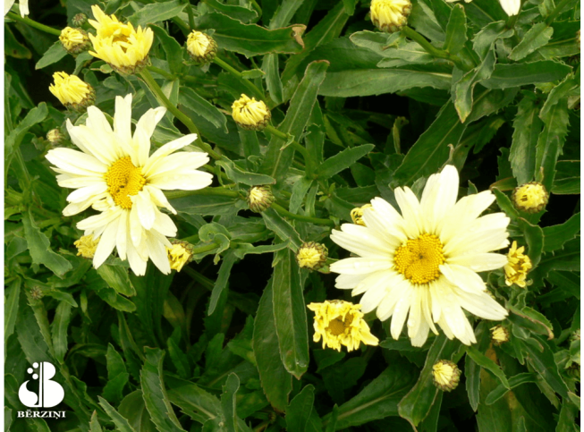 Leucanthemum × superbum   BROADWAY LIGHTS = 'Leumayel'